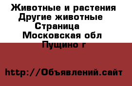 Животные и растения Другие животные - Страница 3 . Московская обл.,Пущино г.